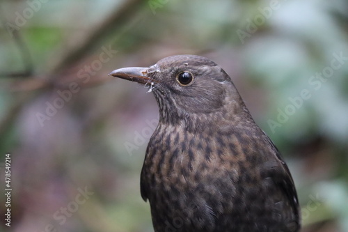 blackbird on a branch