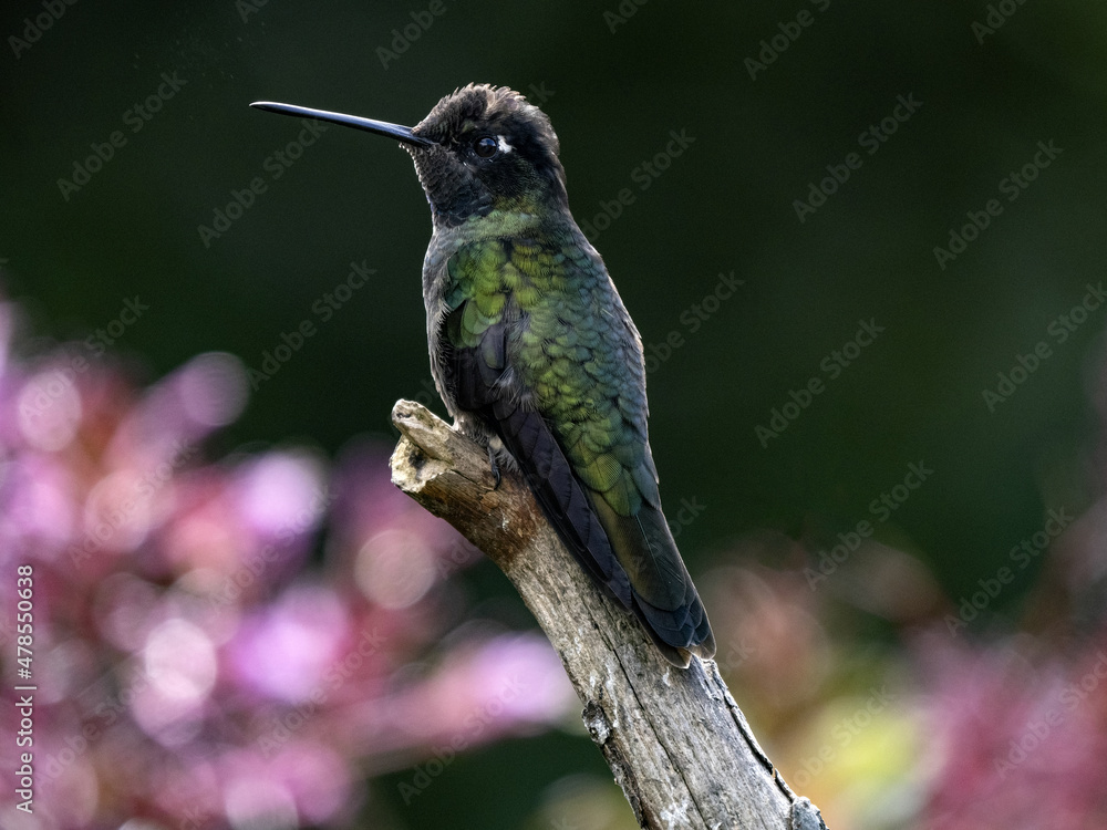 Fototapeta premium Rivoli's hummingbird, Eugenes fulgens, San Gerardo de Dota, Costa Rica.