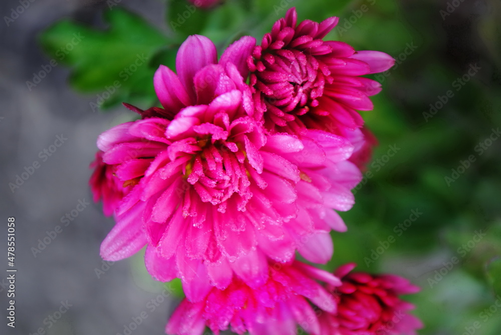 Inflorescence of pink flowers with dew drops Inflorescence of pink flowers with dew drops