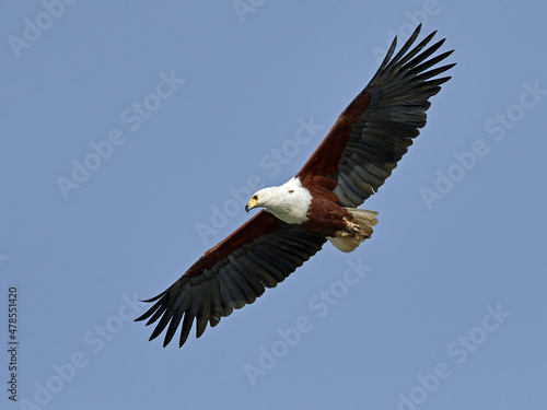 Photography African fish eagle (Haliaeetus vocifer)