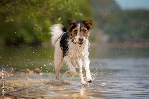 Russell Terrier portrait running in the water on the edge of a lake. The dog has white, black and brown spotted fur.