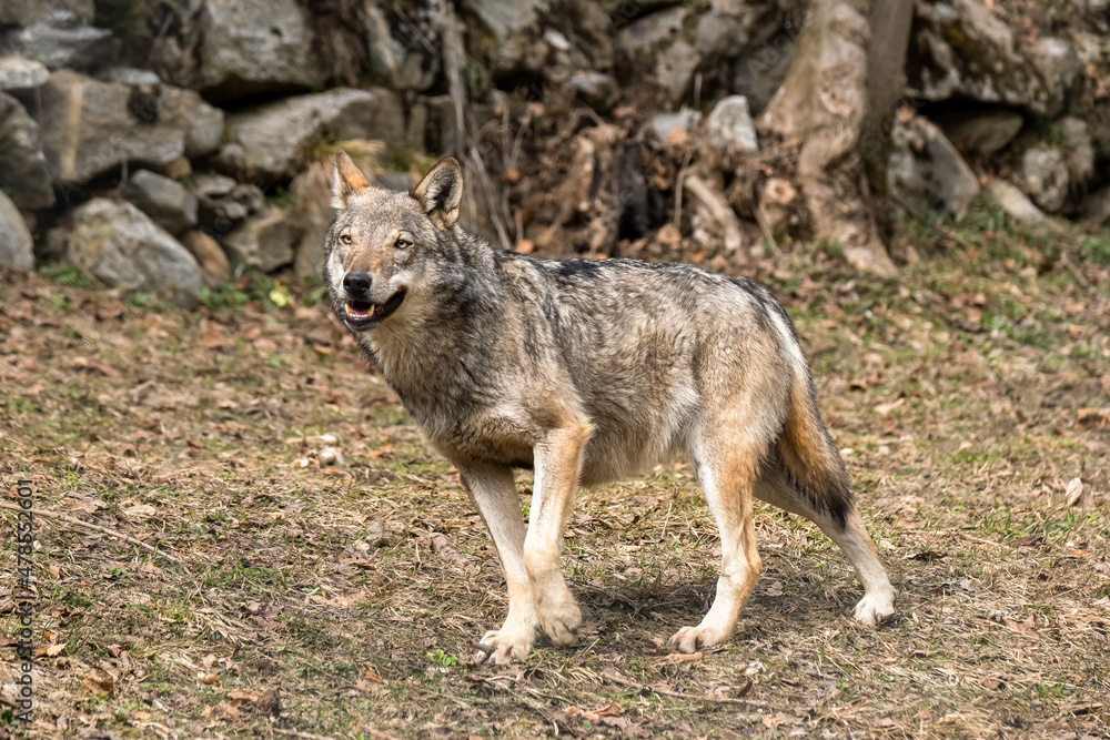 Obraz premium Italian wolf (canis lupus italicus) in wildlife center 