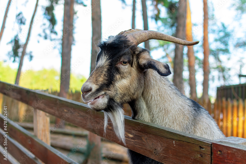 Goat face close-up. A funny goat looks out from behind a wooden fence. The head of a brown goat is pulled over the fence. Goat face close-up. A funny goat looks out from behind a wooden fence. The head of a brown goat is pulled over the fence.
