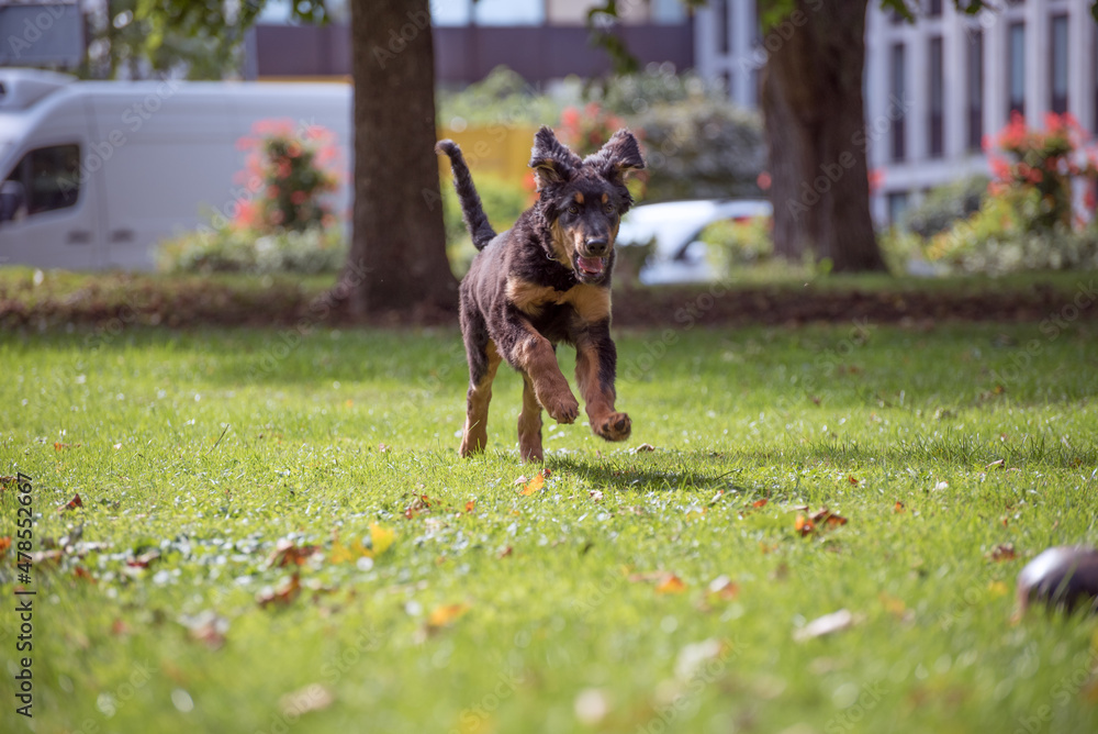 Hovawart in the green meadow with flying ears plays with his ball. Young dog with dark brown fluffy fur with light brown spots and long tail.