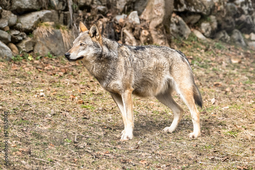 Italian wolf (canis lupus italicus) in wildlife center 