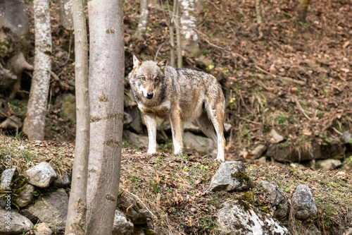 Italian wolf (canis lupus italicus) in wildlife center 