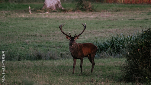фотографія cerf de chambord