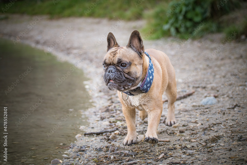 French bulldog on the edge of a lake. Muscular purebred dog at the water's edge with light brown fur. Portrait of a dog