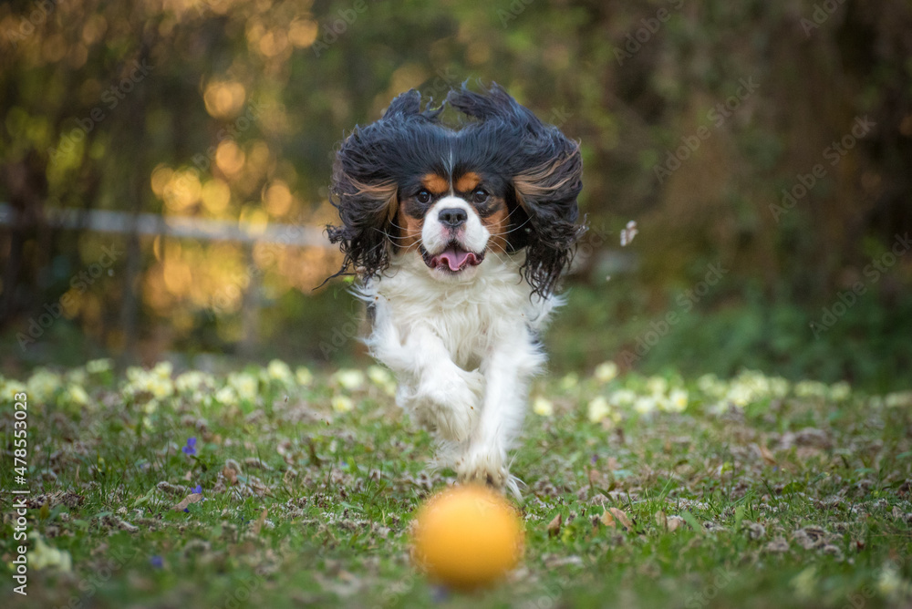 Cavalier King Charles Spaniel purebred plays with his yellow ball in the garden in the green meadow. Three colored little dog with floppy ears flying around when running.