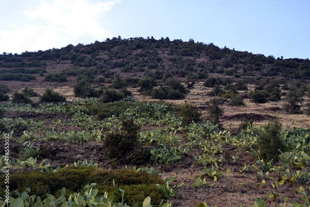 Beautiful view in the mountains, trees, plants, rocks and stones