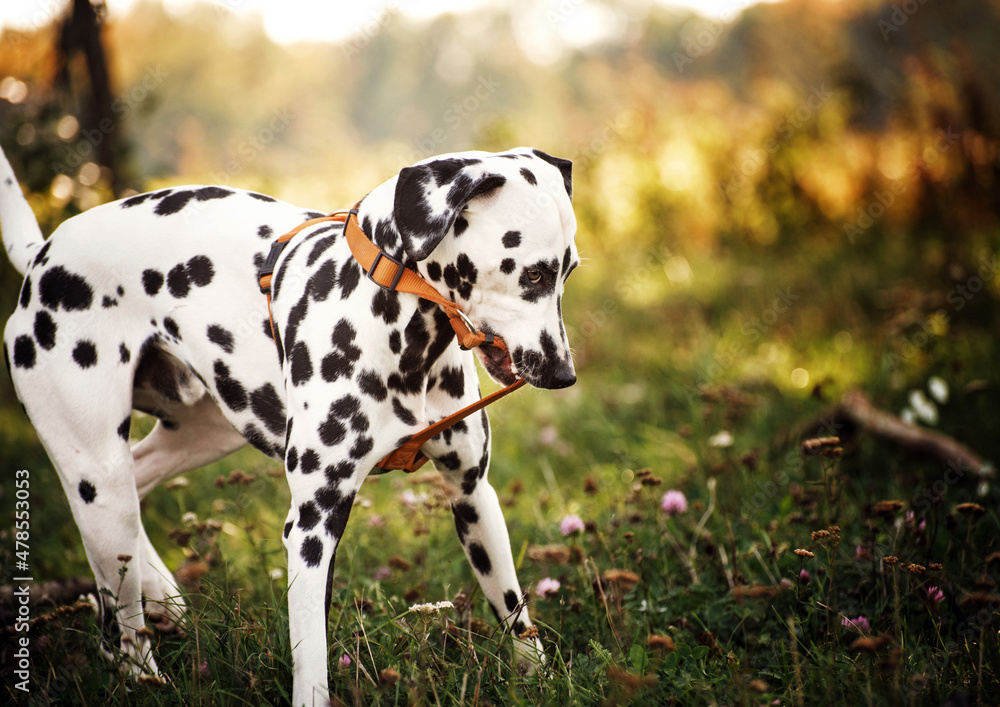 Young Dalmatian tries to bite and take off the orange dog harness. Funny look of the eyes. The white black spotted dog is standing in a flower meadow. Dog portrait