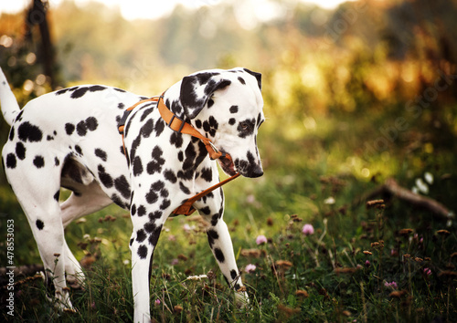 Young Dalmatian tries to bite and take off the orange dog harness. Funny look of the eyes. The white black spotted dog is standing in a flower meadow. Dog portrait
