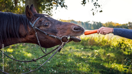 Give the horse a carrot. A horse is attracted by a juicy carrot and it stretches its neck to reach the carrot. Amusing portrait of a horse