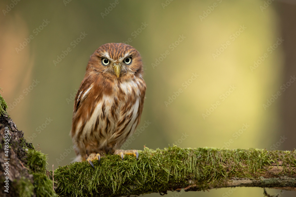 Pygmy Owl, sitting on tree branch with clear forest background. Eurasian tinny bird in the habitat. Beautiful bird on mossy branch.Wildlife scene from wild nature