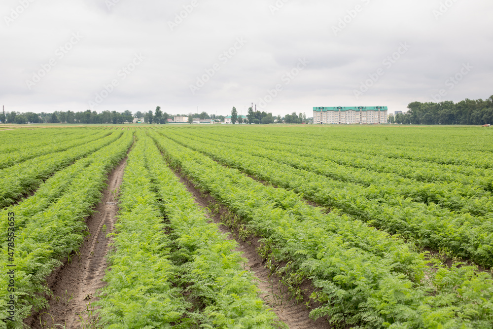 Field with young shoots of agricultural crop, agriculture