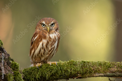 Obraz na płótnie Pygmy Owl, sitting on tree branch with clear forest background. Eurasian tinny bird in the habitat. Beautiful bird on mossy branch.Wildlife scene from wild nature w salonie