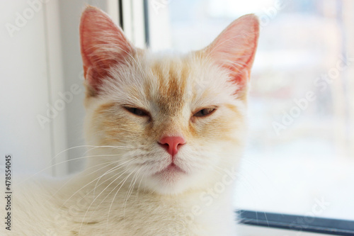 tired distant, angry suspicious cat. cute beautiful white cat with blue eyes. fluffy white fur. red ears and tail. sits on a bright background and looks at the camera with big eyes Surprised cat face