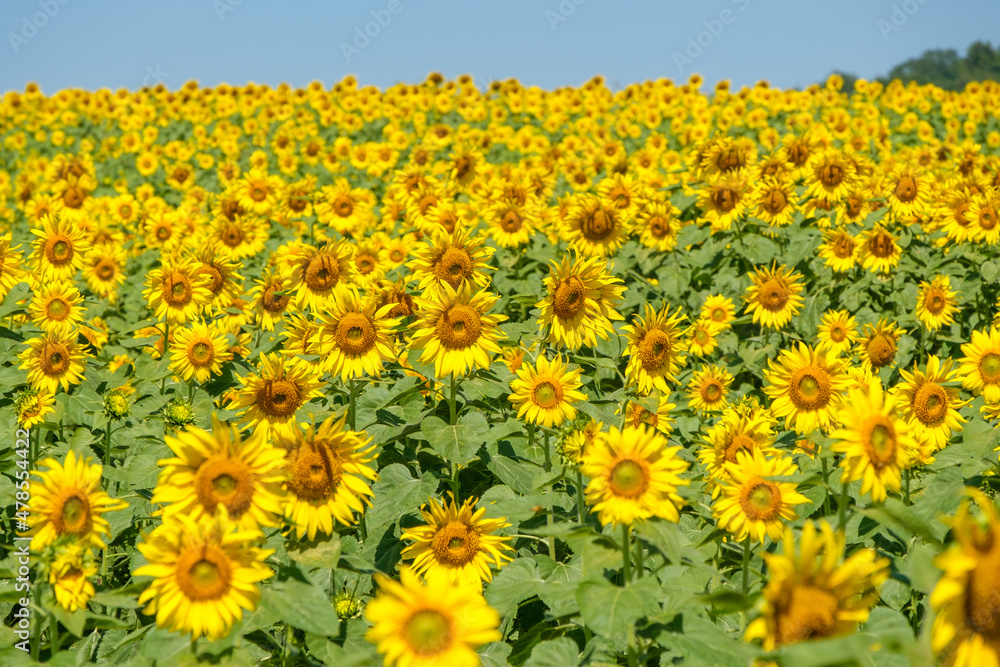 The blooming sunflower field in the countryside farm is located on the hill.