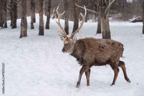 Altai wapiti (maral) in snowy winter forest in nature reserve
