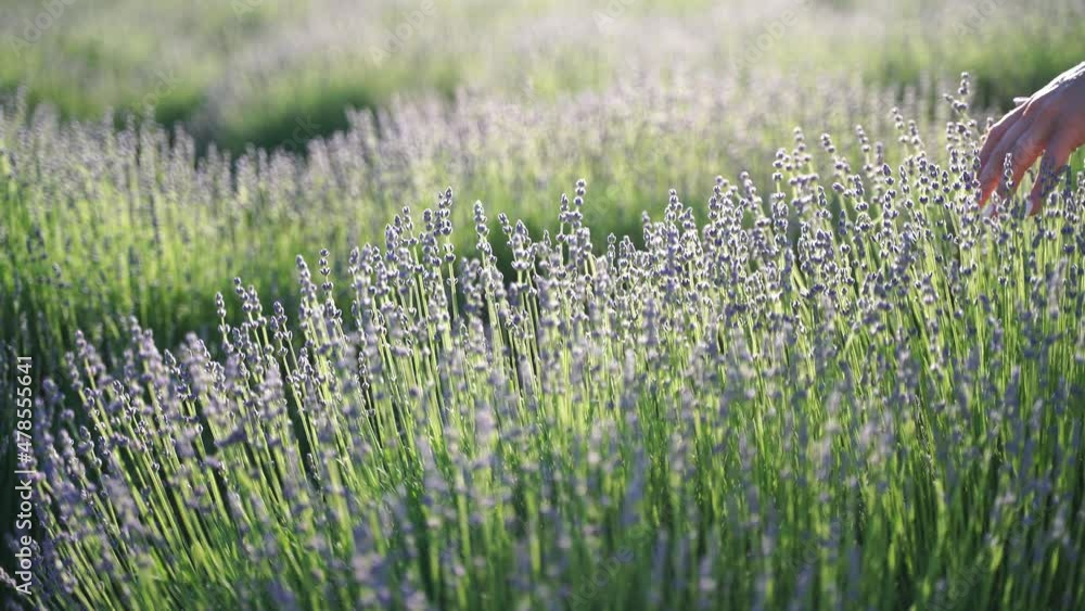 Female hand slowly touches ripe lavender flowers on a lavender field. Female hand slowly touches ripe lavender flowers on a lavender field.