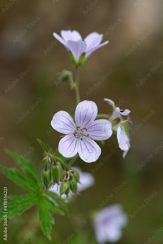 Small flowers of light purple wild Geranium growing in Israel
Small flowers of light purple wild Geranium growing in Israel