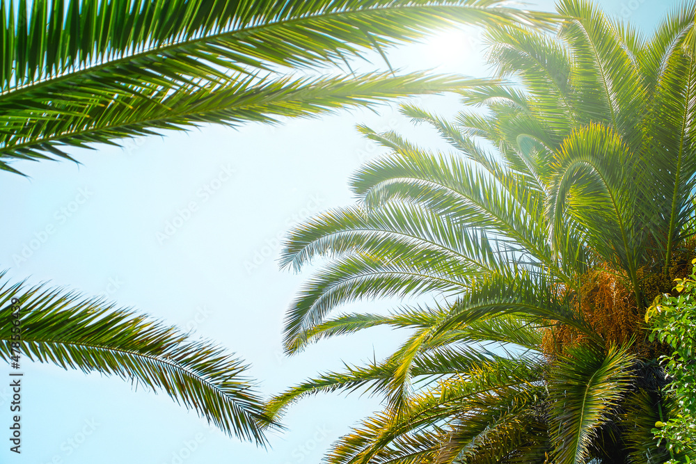 Palm trees on a bright sunny day in the tropics. Palm trees on a bright sunny day in the tropics.