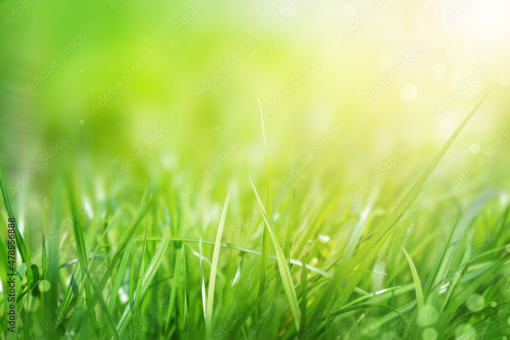 Fototapeta premium Green grass natural background, springtime, selective focus.