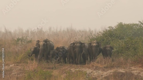 Full shot wild asian elephant or tusker protective and aggressive family or herd with calf or baby at dhikala zone of jim corbett national park or reserve uttarakhand india - Elephas maximus indicus