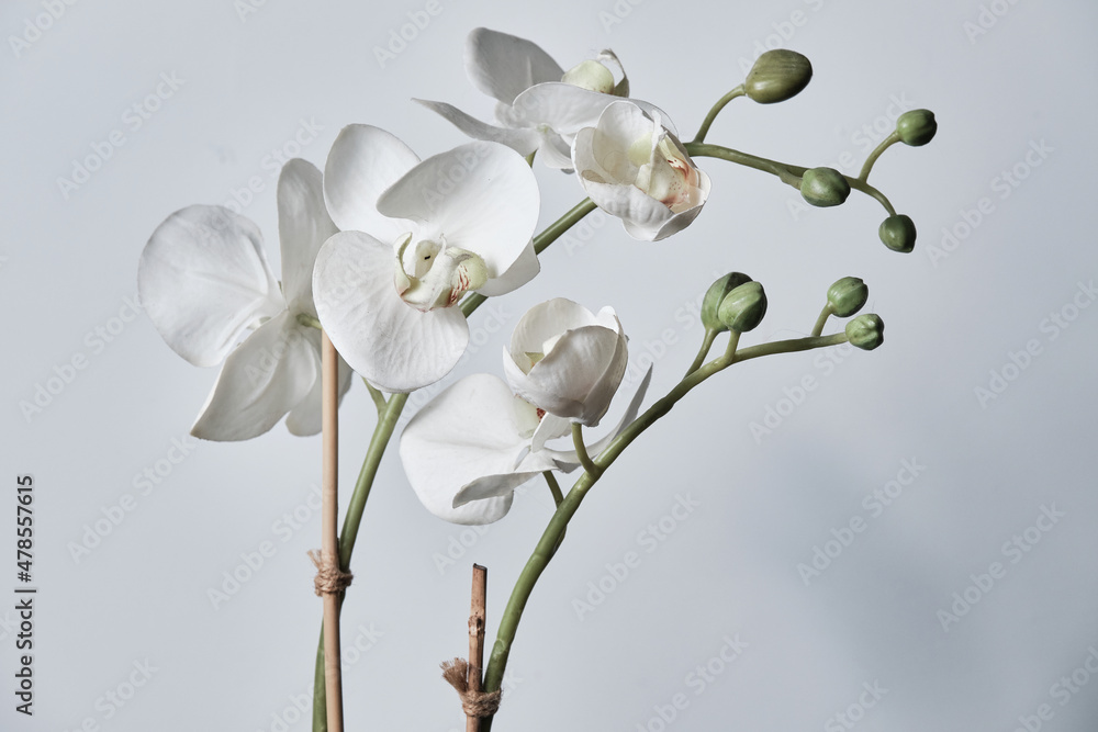Fototapeta premium White Orchid Flower with Green Buds Supported by Bamboo Sticks