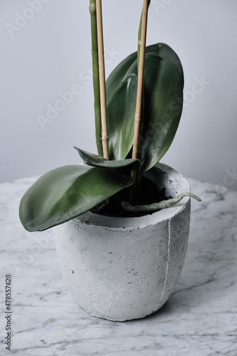 White Orchid Flower with Green Buds in White Vase on Marble Table photo