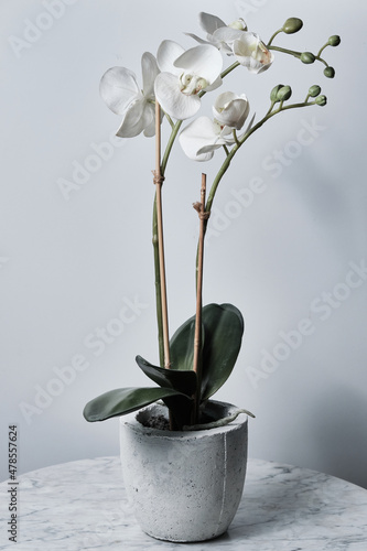 White Orchid Flower with Green Buds in White Vase on Marble Table photo