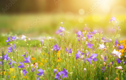 Dawn landscape with blooming flowers. Natural background