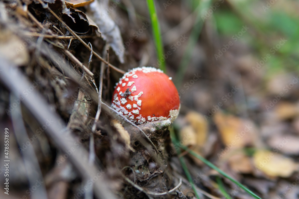 Collecting amanita in nature. Medicinal properties of the amanit Collecting amanita in nature. Medicinal properties of the amanit