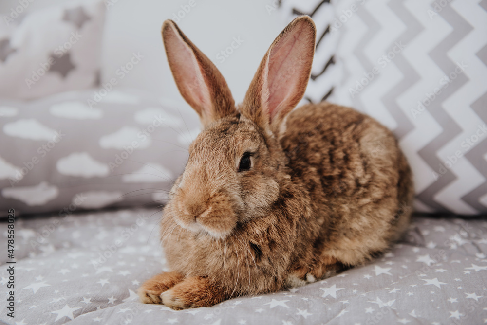 Naklejka premium Easter bunny, hare in easter interior