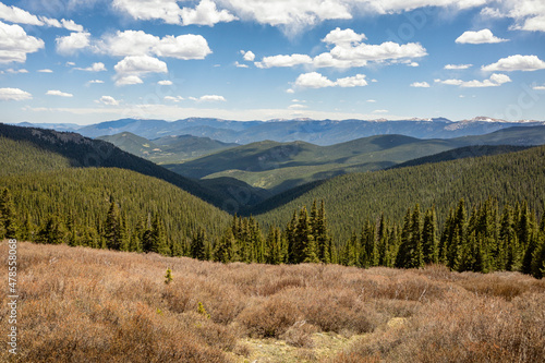Forest landscape in the Mount Evans Wilderness, Colorado