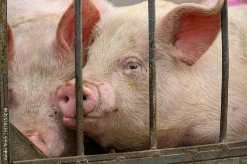 Pig on the farm behind bars 