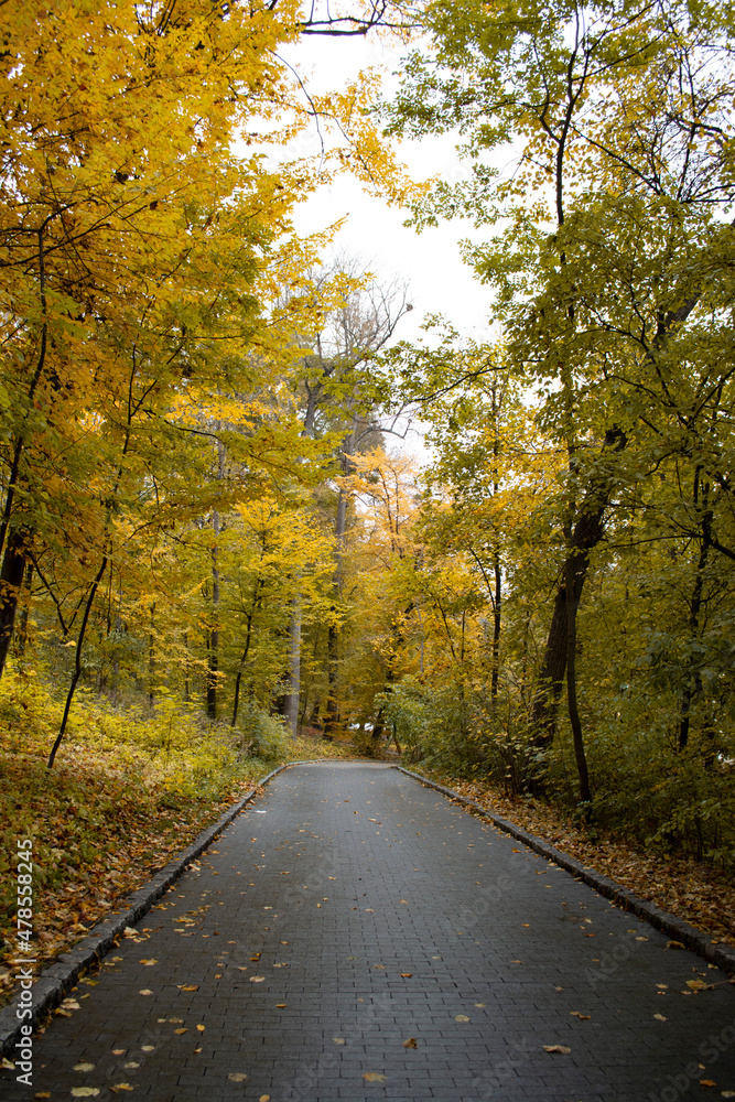 Fototapeta premium Large trees with yellow leaves in a park setting on a fall day.