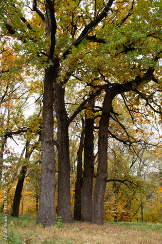 Large trees with yellow leaves in a park setting on a fall day