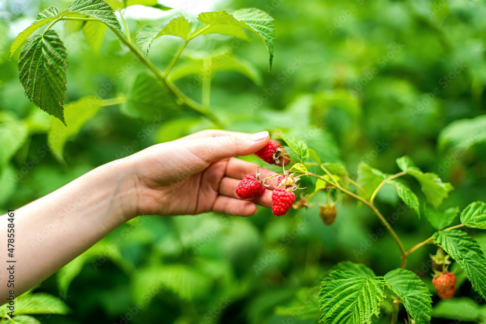 Hand picked freshly raspberries in garden Hand picked freshly raspberries in garden