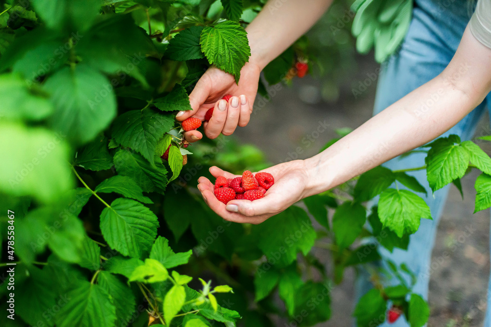 Hand picked freshly raspberries in garden Hand picked freshly raspberries in garden