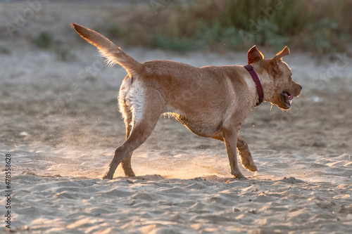 Dog running and having fun on the beach