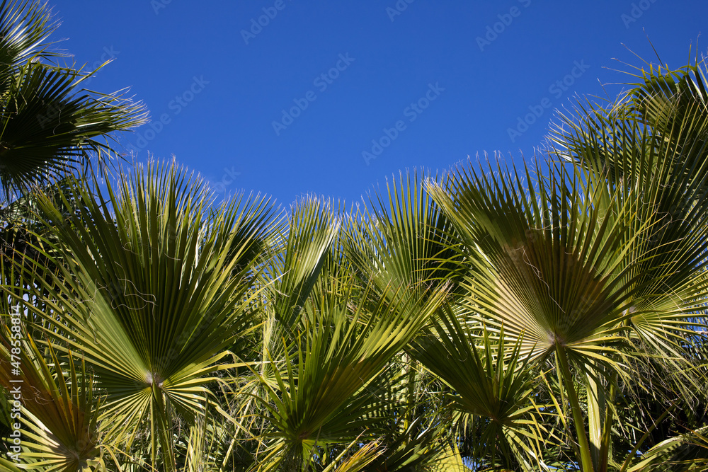 Fototapeta premium palm leaves background tropical plants