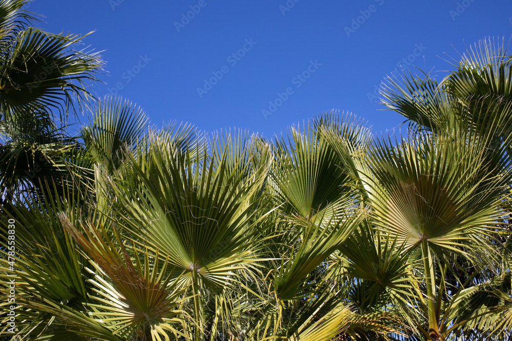 palm leaves background tropical plants