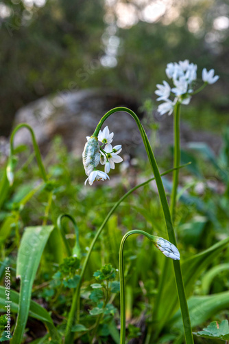 White wildflower just opening up Allium neapolitanum, Neapolitan garlic, Naples garlic, wood garlic on a dark background in Israel. 