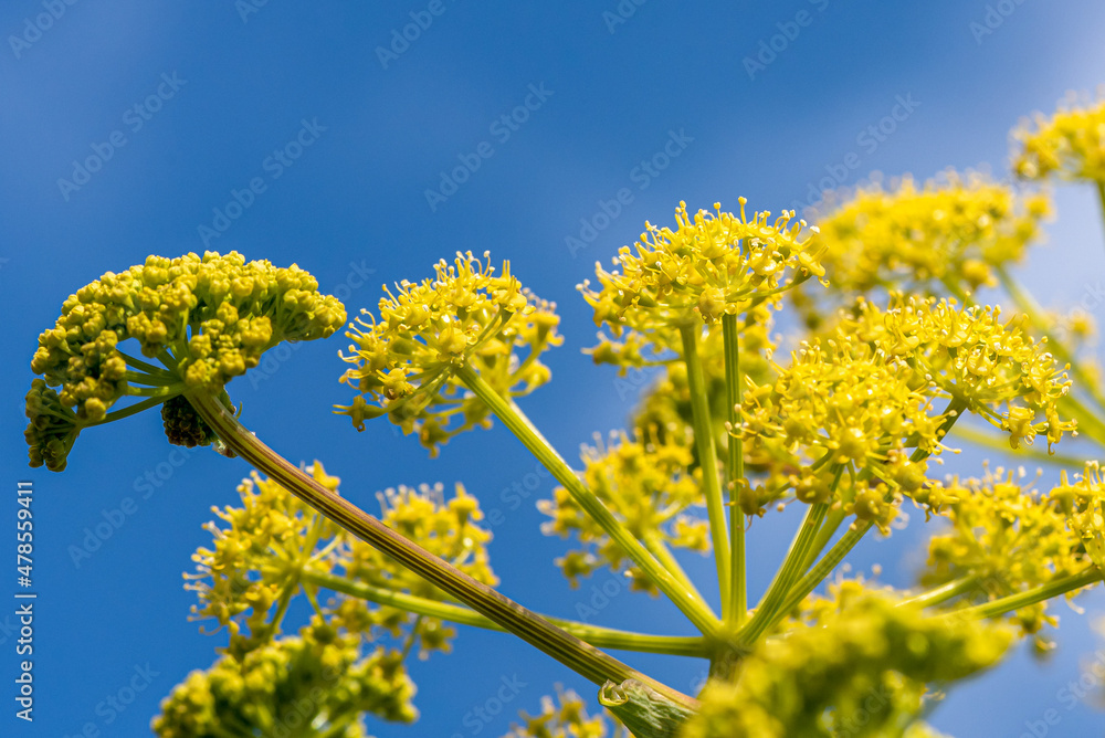 Yellow wildflower Giant Fennel, Ferula communis, Apiaceae, that grows in Israel
Yellow wildflower Giant Fennel, Ferula communis, Apiaceae, that grows in Israel