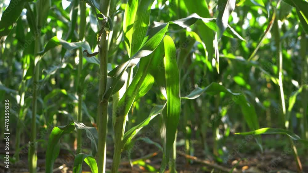 Sweetcorn crop growing in farmer field Sweetcorn crop growing in farmer field