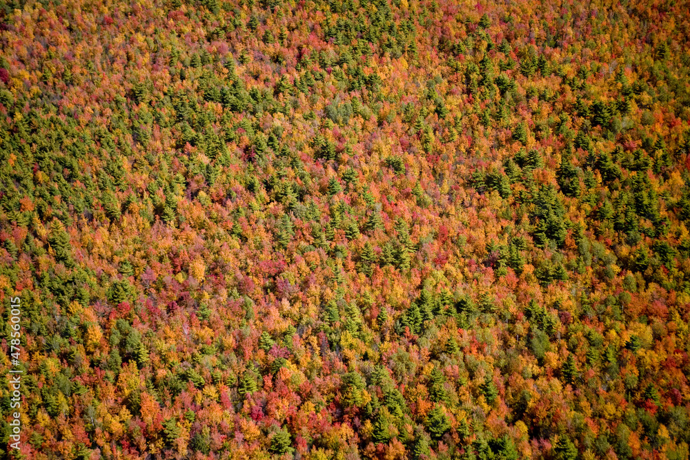 Fall Tree Colours Quebec Canada Fall Tree Colours Quebec Canada