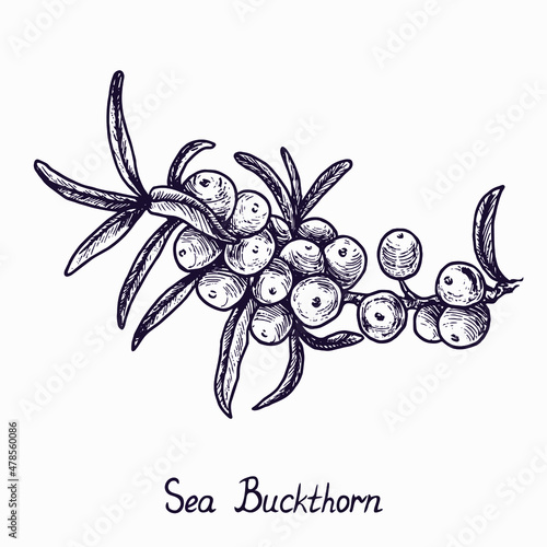 Common sea buckthorn branch with berries and leaves, outline simple doodle drawing with inscription, gravure style