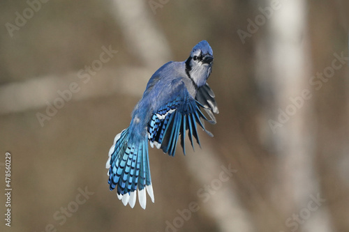 Blue Jays fighting over food at feeder flapping and fighting and scrapping on beautiful sunny winter afternoon with forest in background