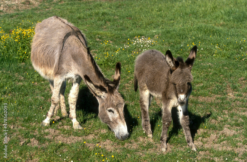 Ane, Anon, Anesse, Equus asinus, race Francais commun Ane, Anon, Anesse, Equus asinus, race Francais commun